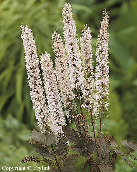 Actaea simplex, syyskimikki (Cimicifuga simplex) 'Pink Spike'